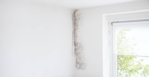 Best Mold Damage Restoration  in Notre Dame, IN